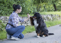 High-Protein Hundefutter Geflügel für aktive Hunde & Welpen - DOGS-HEART Trockenfutter 15kg - KO-81RJ-W627