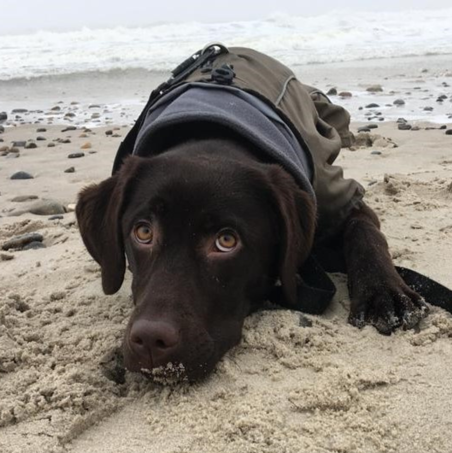 Labrador mit Snack am Strand – voller Lebensfreude mit DOGS-HEART.