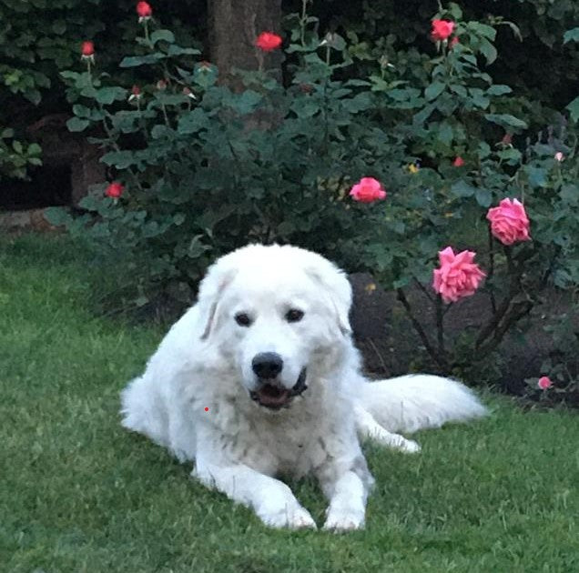 Weißer Hund im Garten – gesund und glücklich mit DOGS-HEART.