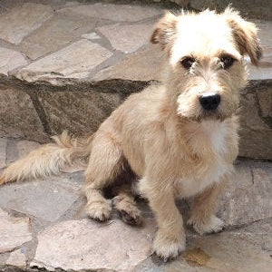 Hund aus dem Tierschutz – gestärkt durch gute Ernährung.