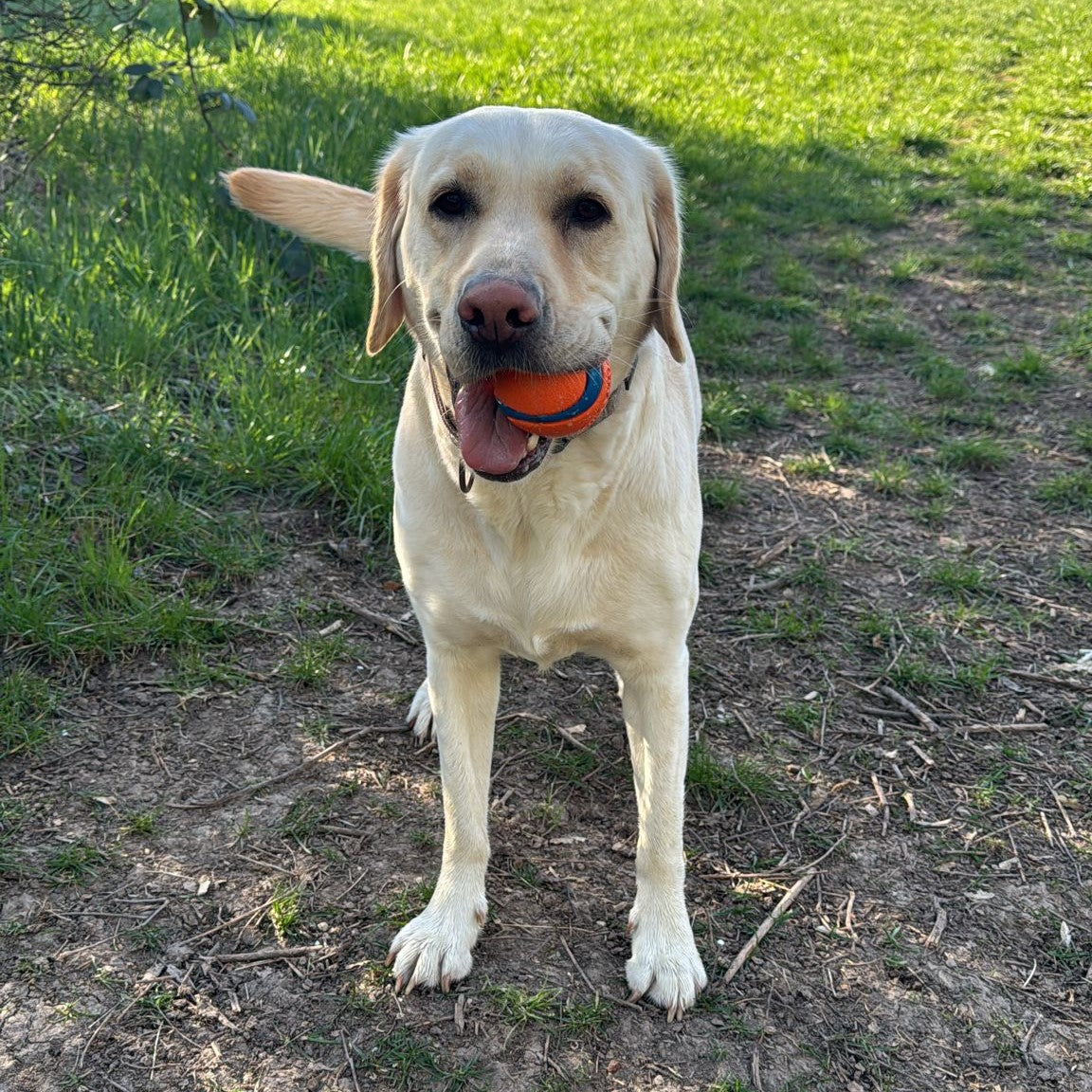 Fröhlicher Labrador auf der Wiese – treuer DOGS-HEART Kunde.