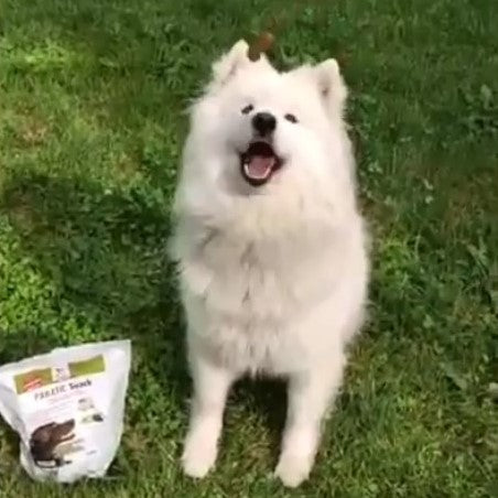 Weißer Samojede – glänzendes Fell dank guter Ernährung.