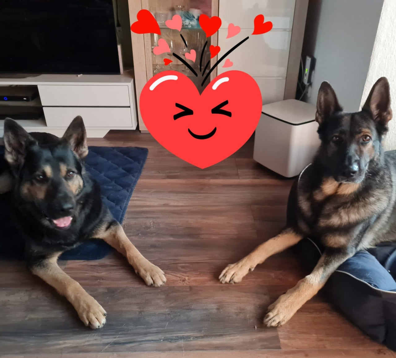 Kundenstimme Doppelt sparen & Gratis Snack: Frühlings - Deal - 2x5kg Spar - Set + GRATIS PARATIC Snack 250g - DOGS - HEART