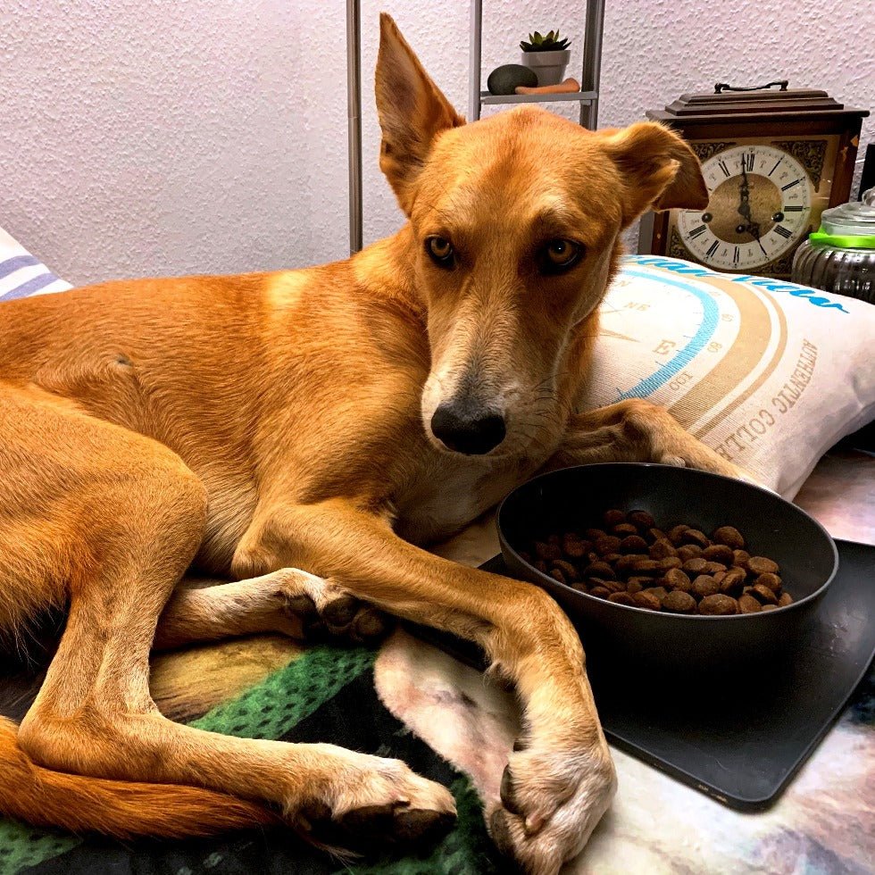 Kundenstimme Kalb & Rind mit Süßkartoffel - Hundefutter trocken getreidefrei mit hohem Fleischanteil, glutenfrei - DOGS-HEART