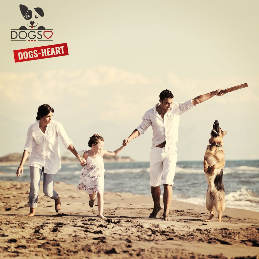 Kalb & Rind mit Süßkartoffel - Hundefutter trocken getreidefrei mit hohem Fleischanteil, glutenfrei - DOGS - HEART