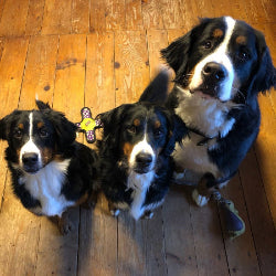 Drei glückliche Hunde nach dem Futterwechsel zu DOGS-HEART – Tierärztlich empfohlen, gesund und lecker.