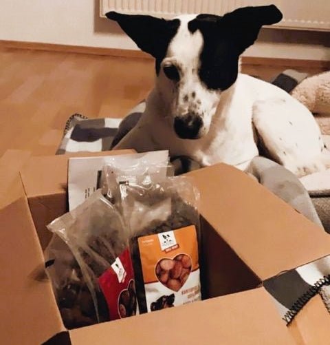 Futterproben Hund sitzt vor DOGS-HEART Paket