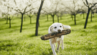 Glücklicher Hund mit Stock im Maul beim Toben – steht für Vitalität, Lebensfreude und gesunde Ernährung mit DOGS-HEART.