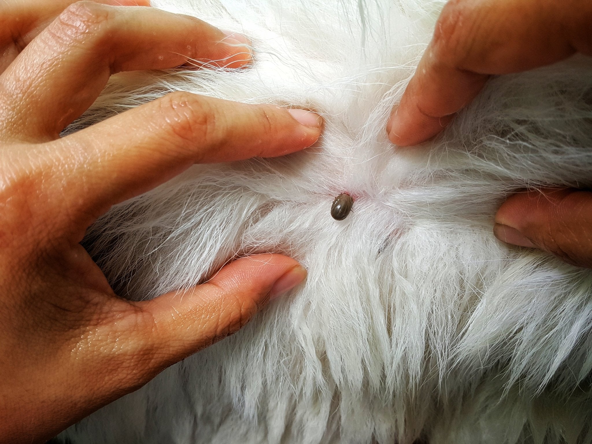 Entspannt und sicher durch die Zeckenzeit - DOGS-HEART