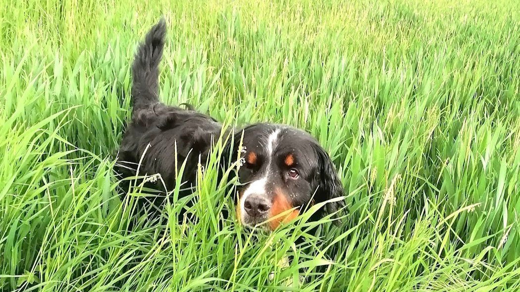 Lissi, unsere Berner Sennenhündin, glücklich im hohen Gras — Zeckenzeit beim Hund