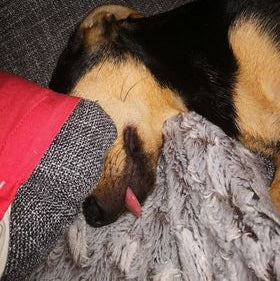 Haut & Fell Drops Hund | Kaltgepresste Snacks für Fellpflege