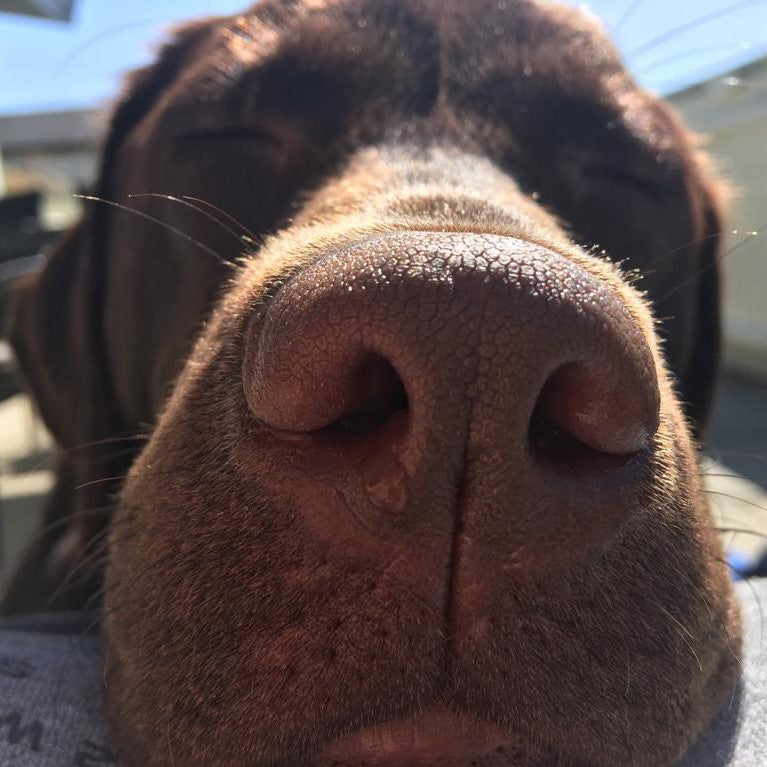 Kundenbild mit Großaufnahme der Nase der Zufriedenen braunen Labradorhündin Ada nach der Fütterung mit DOGS-HEART Hundefutter