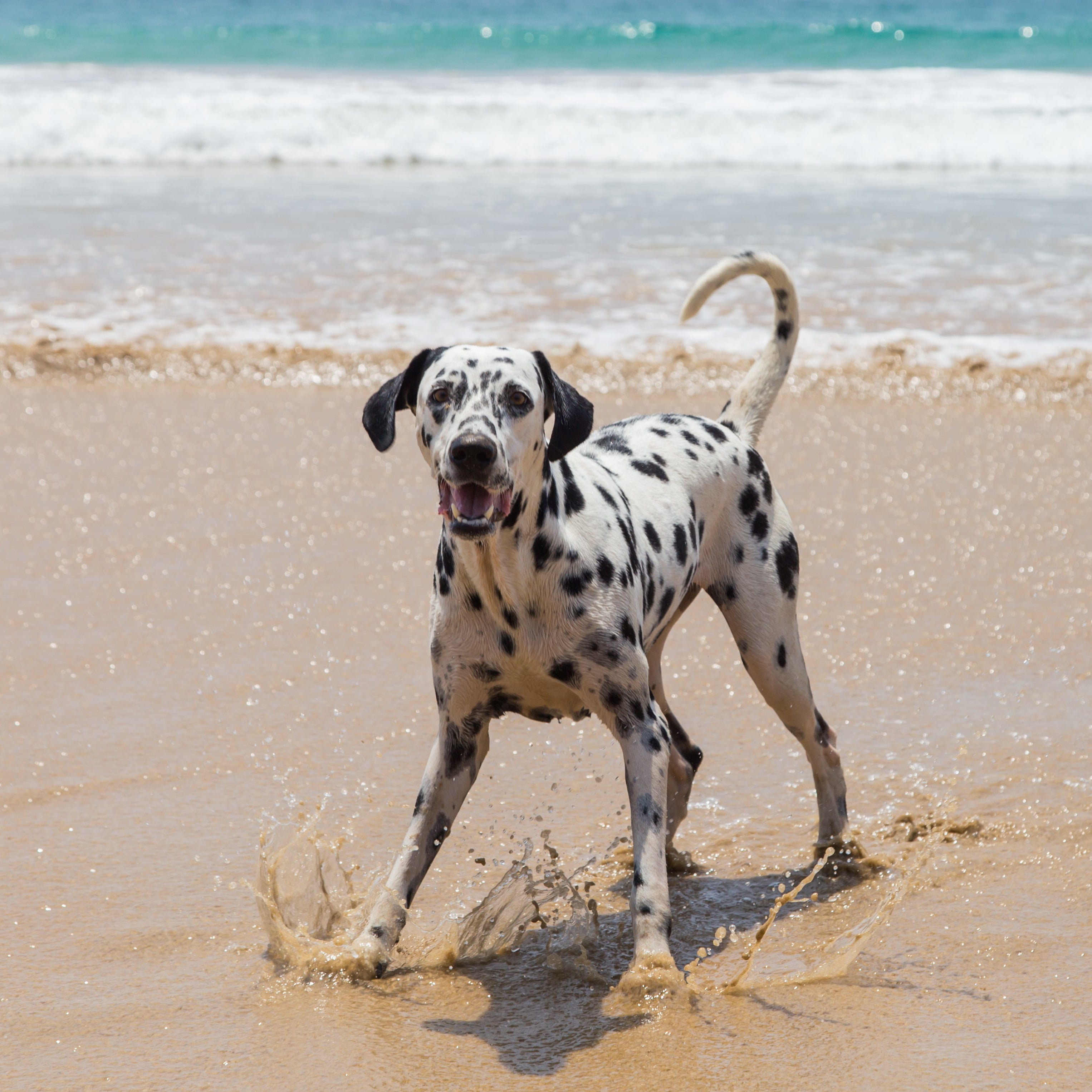 Glücklicher Dalmatiner spielt am Strand im seichten Wasser