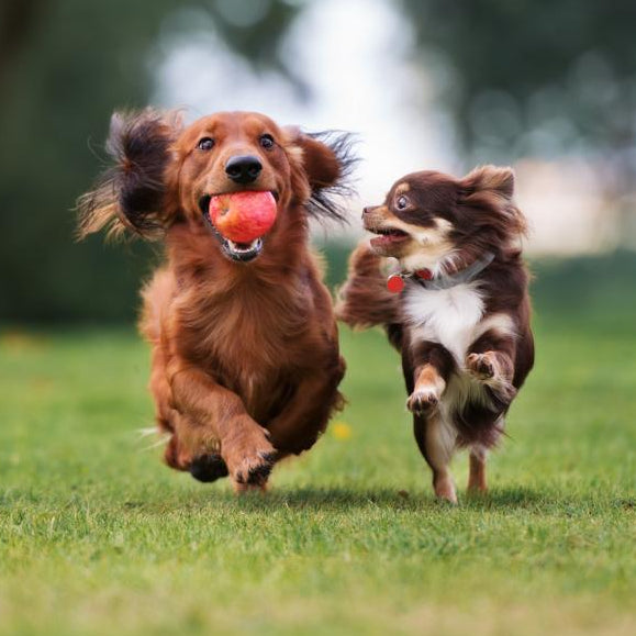 zwei_kleine_Hunde_rennen_spielend_auf_der_Wiese