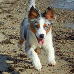 Ein junger Australian Shepherd rennt glücklich am Strand entlang. Er hat aufgestellte Ohren, eine gesprenkelte Fellzeichnung und strahlt Lebensfreude aus.