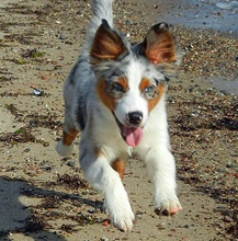 Lade das Bild in den Galerie-Viewer, Ein junger Australian Shepherd rennt glücklich am Strand entlang. Er hat aufgestellte Ohren, eine gesprenkelte Fellzeichnung und strahlt Lebensfreude aus.
