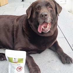 Hund Ari liebt seine PARATIC Snacks – täglicher Genuss mit Schwarzkümmelöl und Kokosöl für Schutz und Pflege.