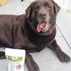 Zufriedene Hunde mit DOGS-HEART Produkten - PARATIC