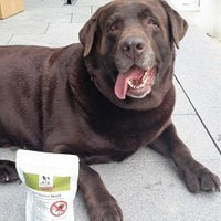 Hund Ari liebt seine PARATIC Snacks – täglicher Genuss mit Schwarzkümmelöl und Kokosöl für Schutz und Pflege.