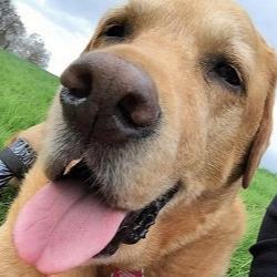 Golden Retriever – Freude am Leben mit natürlicher Ernährung.