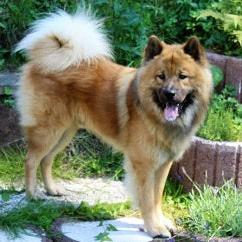 Aktiver Hund im Garten – vital mit DOGS-HEART gefüttert.