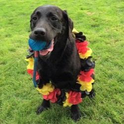 Labrador mit Deutschland-Blumenkette – lebensfroher Fan.