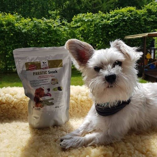 Kleiner Hund neben PARATIC Snack – rundum versorgt.