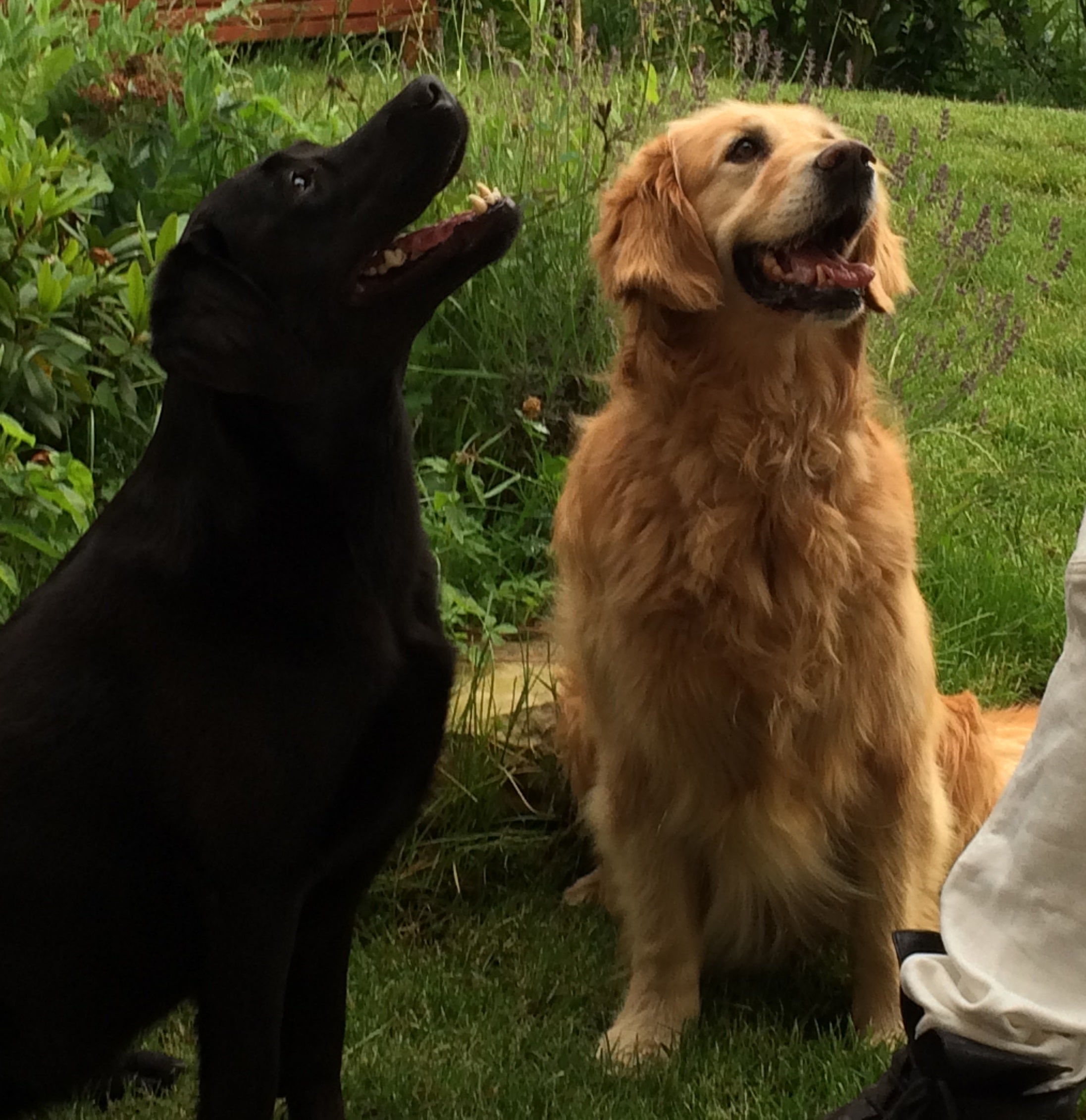 Zwei glückliche Hunde auf der Wiese – DOGS-HEART verbindet.