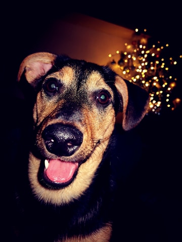 Fröhlicher Hund mit Weihnachtslichtern – gesund durch die Festtage mit DOGS-HEART.