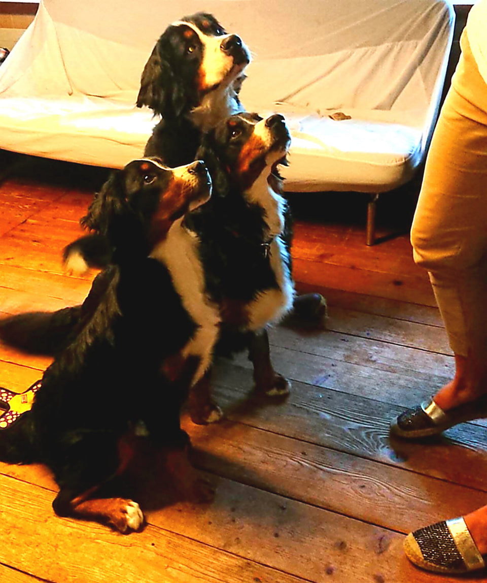 Drei erwartungsvolle Hunde – Leckerli-Zeit mit DOGS-HEART.