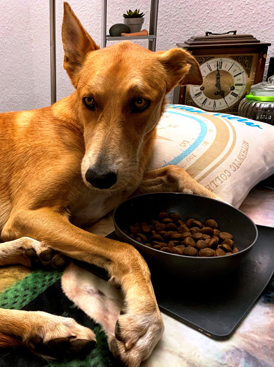 Glücklicher Hund mit vollem Napf – täglich versorgt mit DOGS-HEART Trockenfutter.