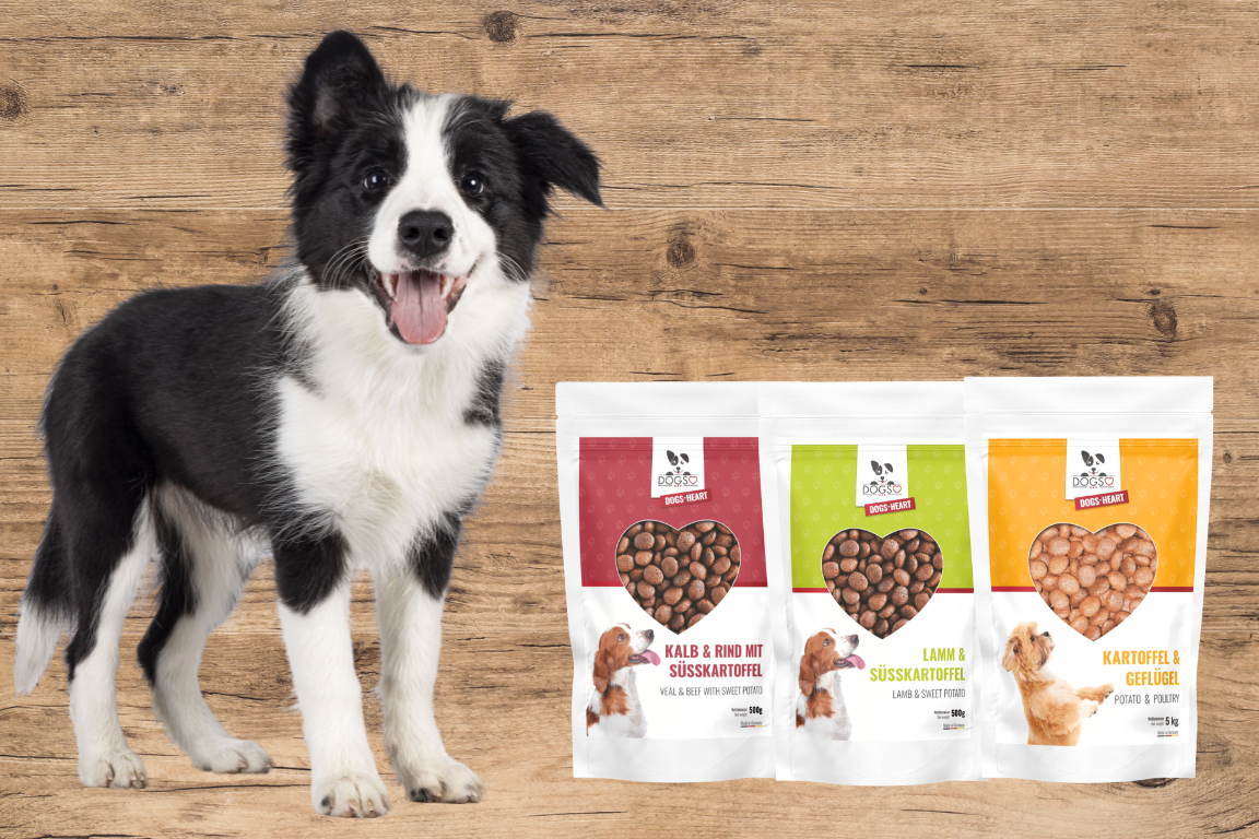 Junger Border Collie Welpe sitzt neben drei DOGS-HEART Futterproben zum risikofreien Testen des Hundefutters.
