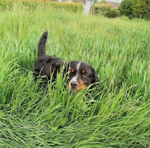 Lade das Bild in den Galerie-Viewer, Doppelt sparen &amp; Gratis Snack: Frühlings - Deal - 2x5kg Spar - Set (MHD bis Ende April) + GRATIS PARATIC Snack 250g - DOGS - HEART
