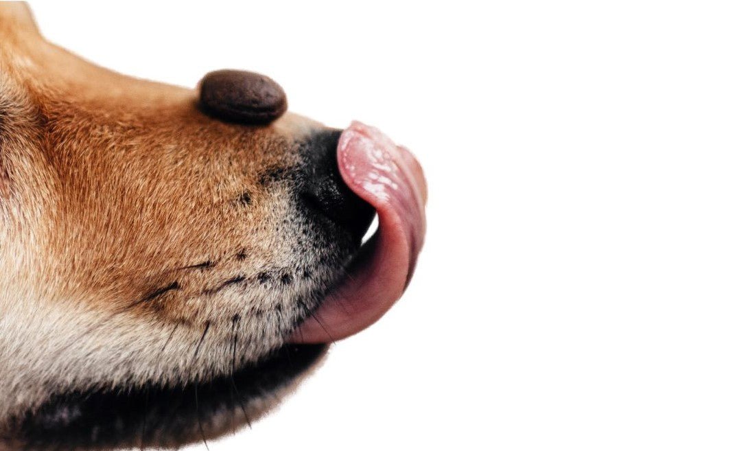 Gelenk Fit - Drops - Gelenkfreundliche Inhaltsstoffe tierärztlich abgestimmt - DOGS - HEART