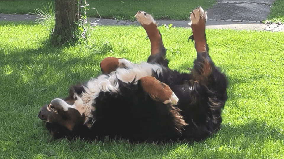 Gelenk Fit - Drops - Kaltgepresste Snacks mit Grünlippmuschel - DOGS - HEART