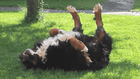 Gelenk Fit - Drops - Kaltgepresste Snacks mit Grünlippmuschel - DOGS - HEART