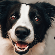 Lade das Bild in den Galerie-Viewer, Gelenk Fit - Drops - Kaltgepresste Snacks mit Grünlippmuschel - DOGS - HEART
