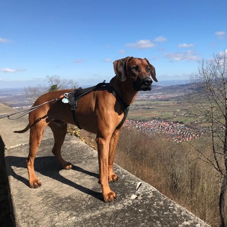Haut & Fell Drops - Kaltgepresste Pflege für Haut und Fell - DOGS - HEART