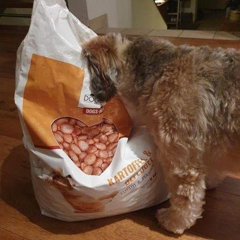 Begeisterter Hund frisst Hundefutter Geflügel direkt aus dem Sack - getreidefreies Trockenfutter mit kleinen Kroketten