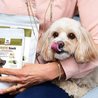 Kleiner Hund mit PARATIC Snack – täglicher Genuss und natürlicher Schutz mit Schwarzkümmelöl und Kokosöl.