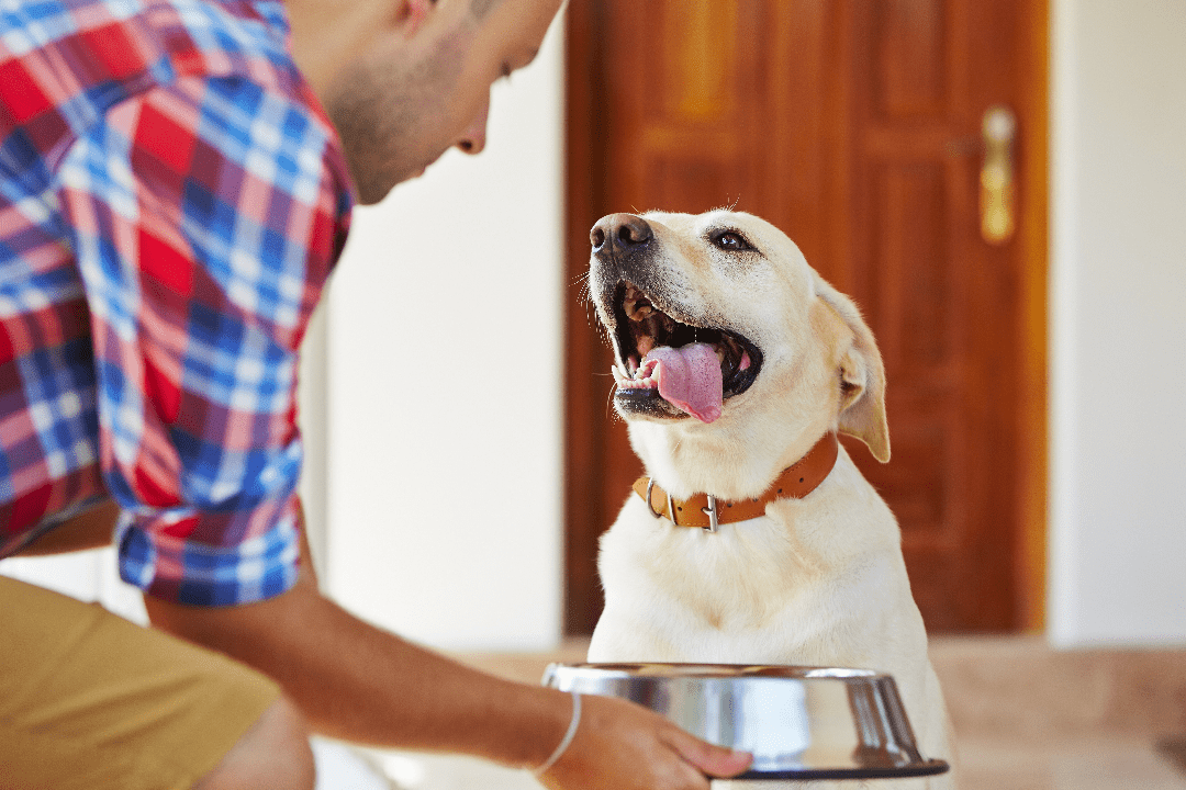 Hundefutter MIX - 2 x 15kg - getreidefrei mit hohem Fleischanteil, glutenfrei - DOGS - HEART