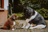 Hundefutter MIX - 3x5 kg - Für sensible Hunde jeden Alters - DOGS - HEART