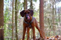 Hundefutter MIX - 3x5 kg - Für sensible Hunde jeden Alters - DOGS - HEART