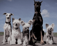 Hundefutter MIX - 3x5 kg - Für sensible Hunde jeden Alters - DOGS - HEART