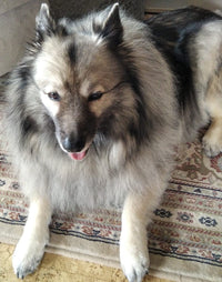 Hundefutter MIX - 3x5 kg - Für sensible Hunde jeden Alters - DOGS - HEART
