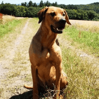 Hundefutter MIX - 3x5 kg - Für sensible Hunde jeden Alters - DOGS - HEART