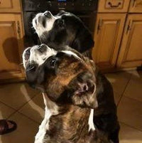 Hundefutter MIX - 3x5 kg - Für sensible Hunde jeden Alters - DOGS - HEART