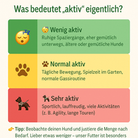 Infografik Aktivitätslevel Hund: Wenig aktiv (ruhige Spaziergänge, ältere Hunde), Normal aktiv (tägliche Bewegung, Spielzeit), Sehr aktiv (Sport, Agility, lange Touren)