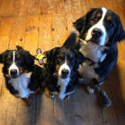 3 Berner Sennenhunde - Zufriedene Hunde  mit DOGS-HEART Produkten