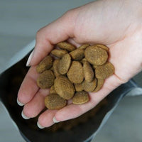 Lamm & Süßkartoffel - Trockenfutter in Frauenhand Kroketten Nahaufnahme in Hand Größenvergleich braune Kroketten